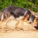 Olfato canino: 10 datos científicos que explican el poder de la nariz del perro