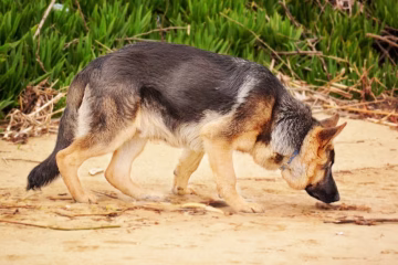 Olfato canino: 10 datos científicos que explican el poder de la nariz del perro