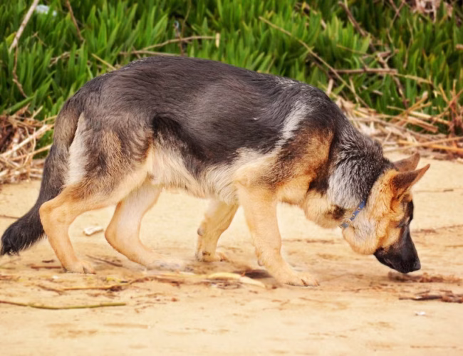 Olfato canino: 10 datos científicos que explican el poder de la nariz del perro